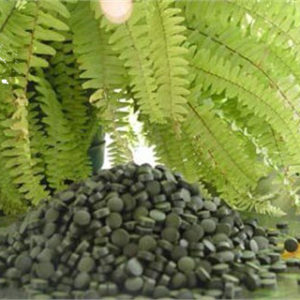 Tảo Xoắn Spirulina