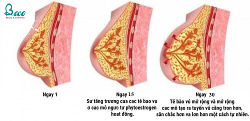 Kem Nở Ngực UpSize