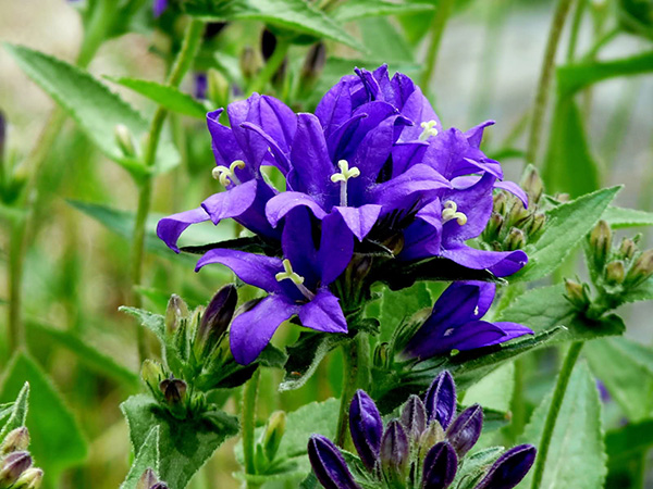 Hoa Violet Tím