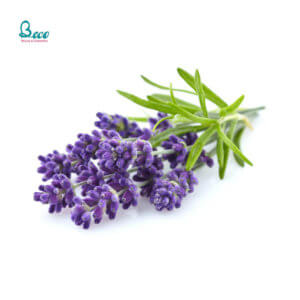 Set 3 Mặt Nạ Ngủ Laneige Dream Bubble Collection Sleeping Mask Set 4