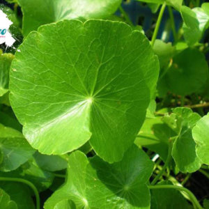 Tẩy trang rau má Centifonila 5